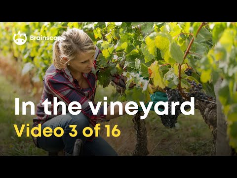 Wine 101: 10 Vineyard / viticulture concepts every wine lover should know