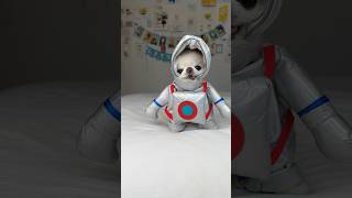 Music video thumbnail preview for Search filters by Chihuahua
