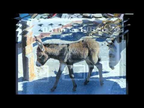 Oatman Hotel Video 2