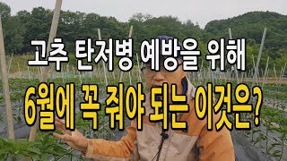 고추 탄저병 예방을 위해 6월에 꼭 줘야되는 이것은?? 고추재배 칼슘제 효과 엽면시비 살포