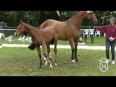 SE026 Hengstfohlen von Casaltino   Contender   Ariadus