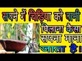 सपने में चिड़िया को पानी पिलाना कैसा स