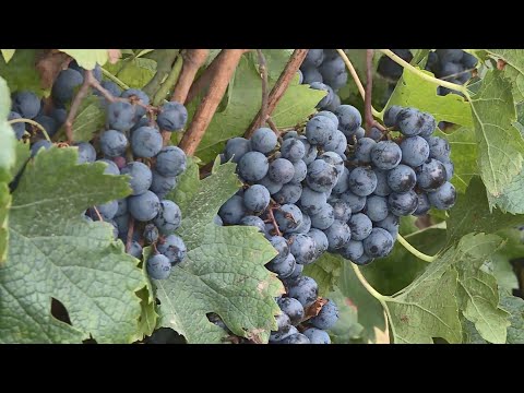 KRAJIŠKA ZEMLJA – IZDVOJENO: VINOGRAD PORODICE TATAREVIĆ