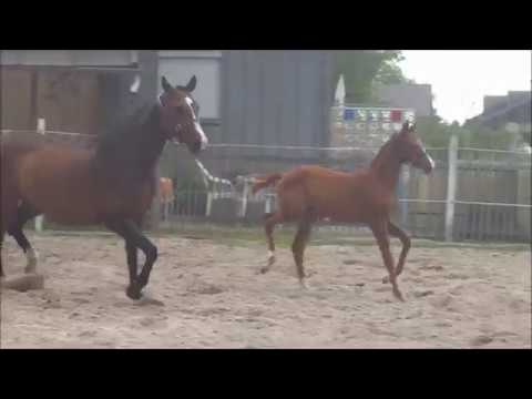 Stutfohlen von Le Vivaldi x Weltmeyer (for sale)