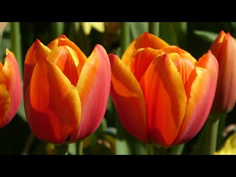Keukenhof 2018 - AIDA Nordeuropa