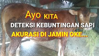 Download lagu CEK KEBUNTINGAN SAPI TANPA ALAT DAN TANPA MERABA mp3 Download lagu CEK KEBUNTINGAN SAPI TANPA ALAT DAN TANPA MERABA mp3