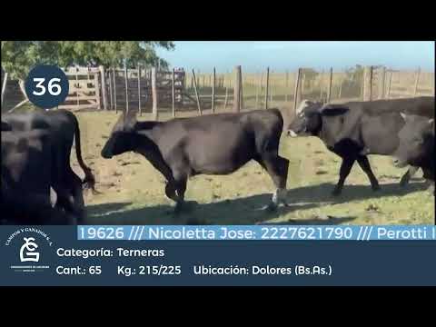 Lote Hembras - Dolores Bs As