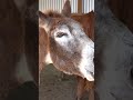 Serrano enjoys a popsicle 😊 🐴 #shorts #donkey #animalsanctuary