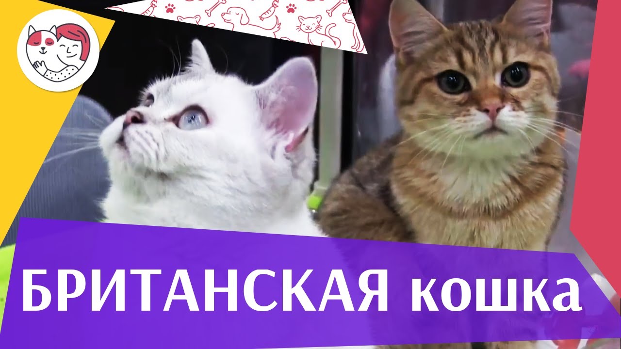 Британская кошка на Кэтсбург 17 ilikepet