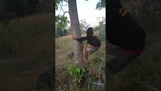 Download lagu cara panjat pohon tanpa alat bantu apapun #youtubeshorts mp3