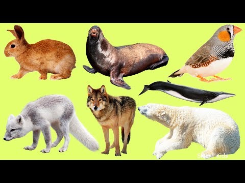 Learn Polar Animal Names in English 🐻‍❄️ | Arctic Vocabulary with Audio ❄️