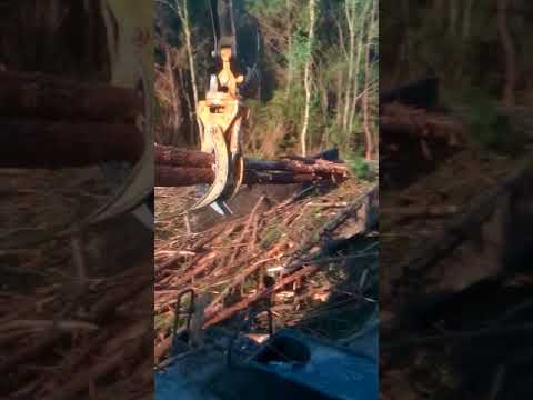 Limbing some trashy 1st thinning