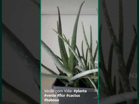 Verde com vida #planta#verde#Flor#cactus #babosa#shorts