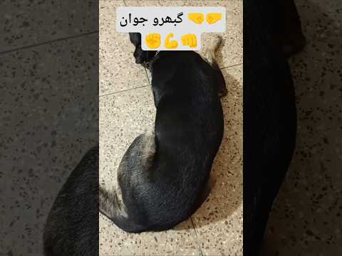 Be careful while playing with his patience, he has tammed his beast #astralspriggan #flamewingman