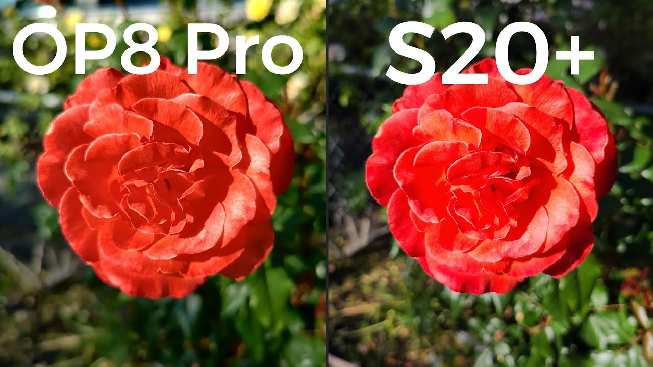 OnePlus 8 Pro vs Samsung S20 Plus CAMERA TEST!