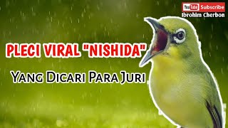 Download lagu MASTERAN PLECI VIRAL 'NISHIDA'||DICARI PARA JURI mp3