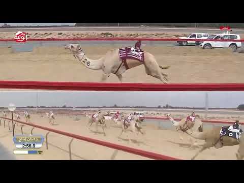 ش 16 (شاهين) لـ هجن زعبيل 7:16:94 ، ختامي المرموم 2026/03/26 لقايا