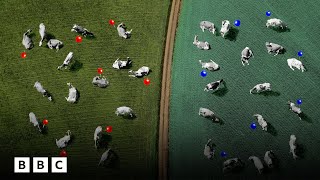 How a cattle crisis led to the US-Mexico border | BBC Global