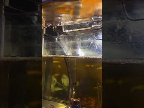 Day 4 breeding zebra danio nano fish