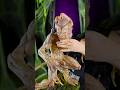 HUGE Pumpkinhead Unboxing 😱 - Sideshow Collectibles HUGE Pumpkinhead Unboxing 😱