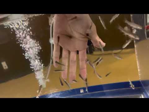 Experiencia Doctor Fish Acuario de corriente fría Noshappu de la ciudad de Wakkanai