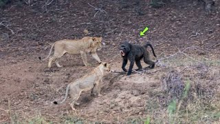 BABUÍNO ENCARA LEÕES E SE DÁ MAL!