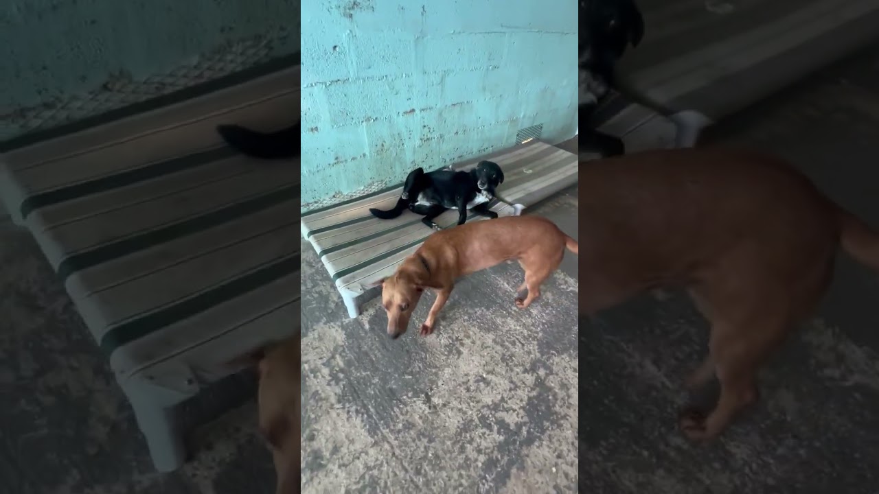 Enlarge Coco-bear, a Adoptable mixed breed in Seattle, WA video 6/6