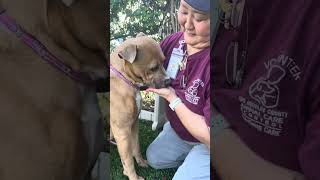 Video preview image #1 Mutt Puppy For Sale in Pasadena, CA, USA