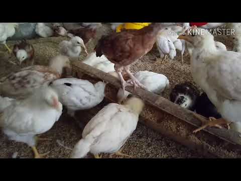 download video viral Cara Ayam Joper Cepat Gemuk, download Cara Ayam Joper Cepat Gemuk gratis, unduh Cara Ayam Joper Cepat Gemuk