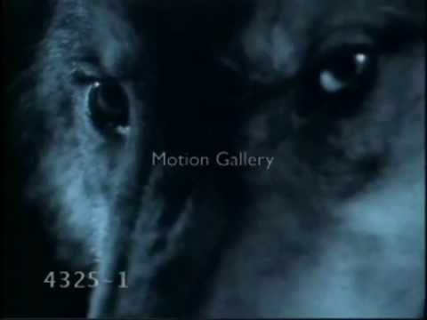 Son of the moon (Hijo de la Luna english)