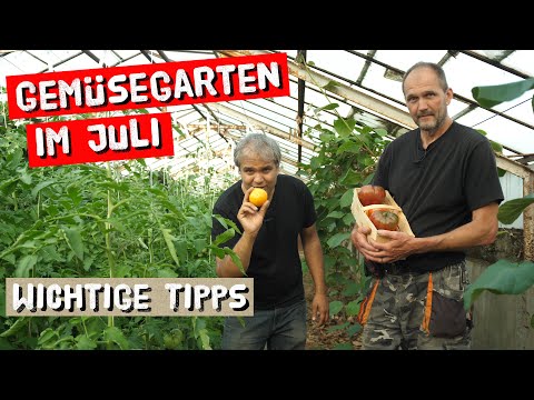 , title : 'Gemüsegarten im Juli - Nachdüngung nicht vergessen + Erste Tomatenernte'