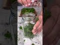 DIY Mint Extract