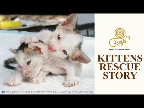 Kittens Rescue Story