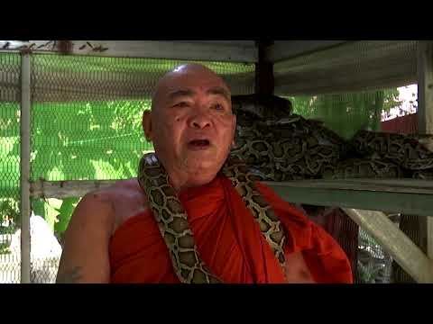Monk In Myanmar Takes In Pythons, Other Snakes Rescued From Black Market