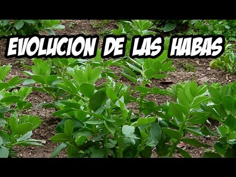The Evolution of Broad Bean Cultivation | Organic Garden