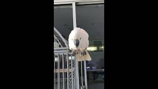 Moluccan Cockatoo dancing to “Crazy Rich Asians” - “Waiting For Your Return”