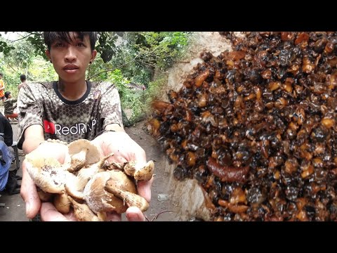 SE02EP082 Part 2-  PANGUNGUHA ng KUHOL at KABUTE - TSAMPENI na KUHOL | San Pablo City, Laguna