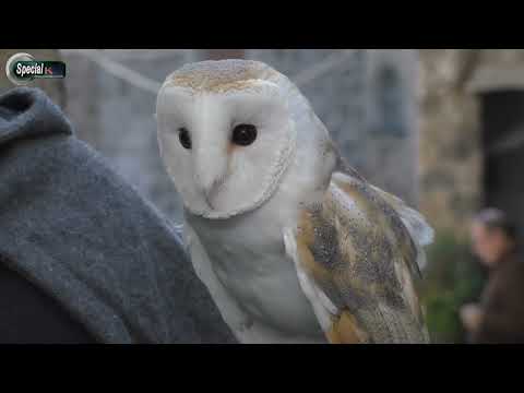 A RONCIGLIONE PRENDE VITA IL MONDO DI HARRY POTTER