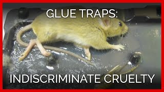 Glue Traps: Indiscriminate Cruelty