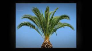 Mejia Tree Trimming Service in Ontario CA 91762