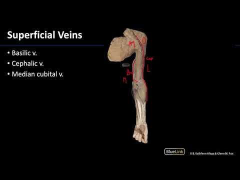 Upper Limb Superficial Veins - M1 Dissection Supplement