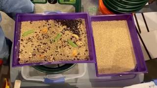 Cleaning a Beetle Bin February 19 2020 - How to Maintain your Mealworm Farm