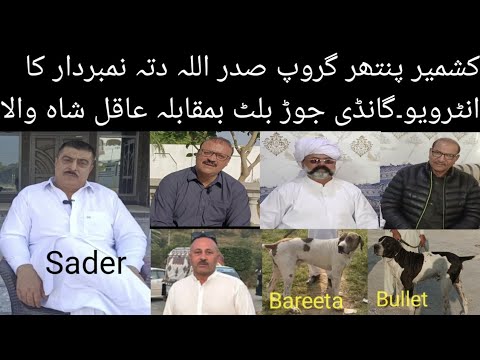 Top Class Bully Breed Dog Name Bareeta&Bullet Owner AllahDita Numberdar Sader Kashmir Panther Group