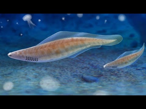 ハイコウイクティス – 5億2500万年前に存在した最もユニークな魚に似た生き物