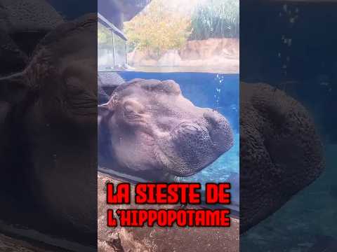 Le sommeil des hippopotames 🦛 #animaux #hippopotame #nature
