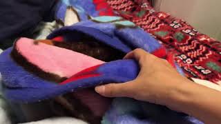 2018.11.22 今日のらに。ねむねむ猫さん。