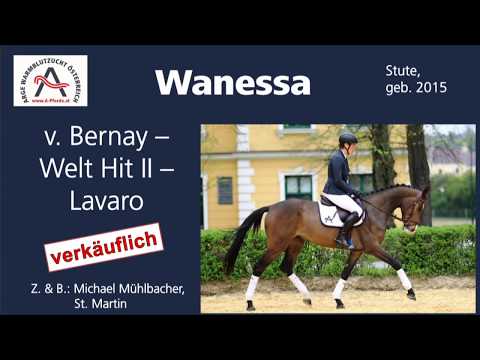 Wanessa  (geb. 2015), v. Bernay - Welt Hit II - Lavaro *** ELITE VERKAUFSSCHAU 2019 ***