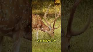 Download lagu kenapa rusa jantan bertanduk#animals mp3