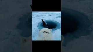 un oso polar caminando sobre el hielo