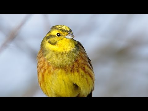 Artenporträt Goldammer